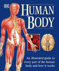 HUMAN BODY